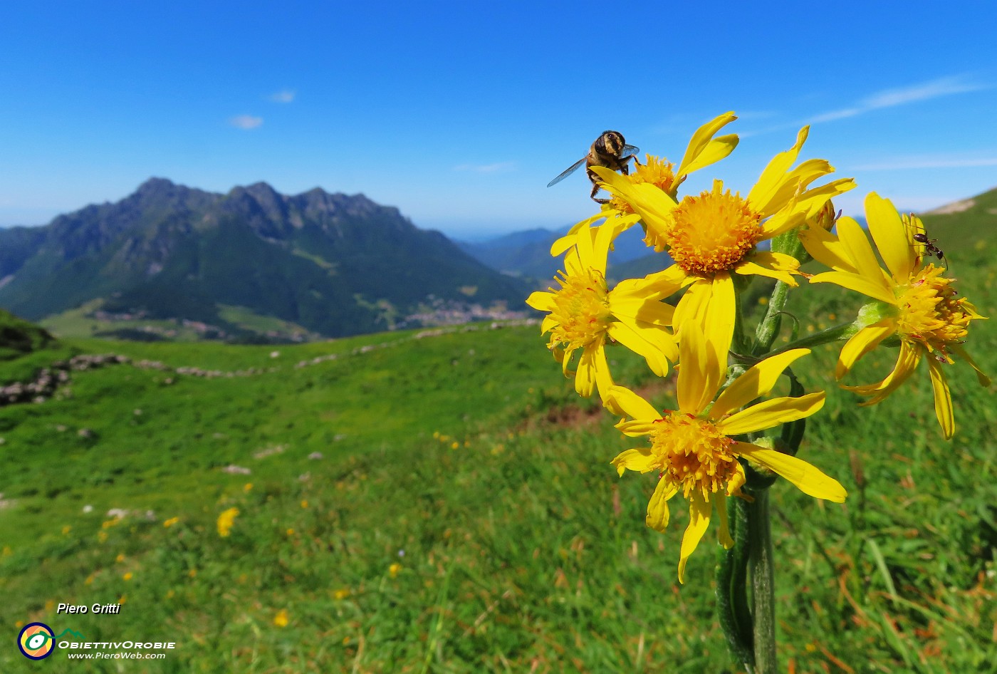 30 Tephroseris longifolia  (Senecione di Gaudin) con vista in Alben.JPG